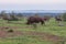 A rhinoceros in front of a herd of blue wildebeest