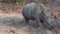 Rhinoceros grazing