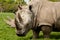 Rhinoceros grazing