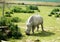 Rhinoceros grazing