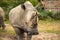 Rhinoceros grazing in a lush green field.