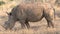Rhinoceros grazing on the savanna