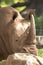 Rhinoceros head close-up