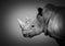 Rhinoceros head portrait black and white picture