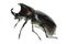 Rhinoceros hercules beetle