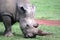 Rhinoceros Horn Close Up