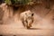 Rhinoceros, a horn is visible at a rhinoceros, a running rhino in the dust