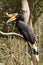 Rhinoceros Hornbill