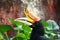 Rhinoceros Hornbill bird