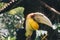 Rhinoceros Hornbill Bird Buceros rhinoceros in dark background.