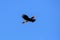 Rhinoceros hornbill captured in flight