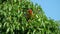 Rhinoceros hornbill eating ficus fruits on fig tree