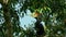 Rhinoceros hornbill eating ficus fruits on fig tree