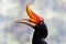 A rhinoceros hornbill with orange peak with bokeh background effect