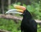 Rhinoceros Hornbill perched on a branch