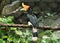 Rhinoceros Hornbill perched on a branch of tree