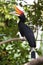 Rhinoceros Hornbill in a tree.