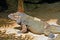 Rhinoceros iguana (Cyclura cornuta)