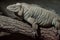 Rhinoceros iguana Cyclura cornuta