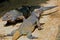 Rhinoceros iguanas (Cyclura cornuta)