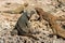 Rhinoceros iguanas on rocks warming up