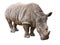 Rhinoceros isolated with clipping path