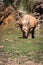 Rhinoceros, Lake Nakuru National Park, Kenya, Ceratotherium