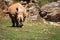 Rhinoceros, Lake Nakuru National Park, Kenya, Ceratotherium
