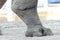 Rhinoceros leg