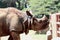 Rhinoceros Looking forward at Indian Zoo in Mysore