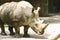 Rhinoceros after a mud bath