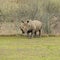 Rhinoceros near the fence at a game park