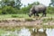 Rhinoceros passing a watering hole in the park on his way towards dense bushes .