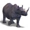 Rhinoceros Rendering