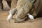 Rhinoceros resting close yo birds