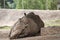 Rhinoceros resting at San Diego Safari Park