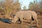 Rhinoceros Rhino Africa Savanna Sunrise