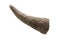 Rhinoceros / Rhino horn close-up isolated on a white background