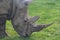 Rhinoceros, rhino, Rhinocerotidae, grazing.