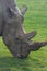 Rhinoceros, rhino, Rhinocerotidae, grazing.