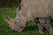 Rhinoceros, rhino, Rhinocerotidae, grazing.