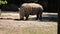 Rhinoceros (rhino) sniffing ground, a group of five extant species of odd-toed ungulates, side view,