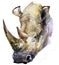 Rhinoceros. Rhinoceros watercolor. African animal hand drawn illustration. Rhinoceros watercolor background.