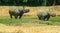 Rhinoceros(Rhinocerotidae)