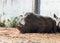 The Rhinoceros Rhinocerotidae rest in the sun after eating in Safari park Ramat Gan, Israel