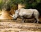 Rhinoceros in a rocky enclosure at the Gladys Porter Zoo, Brownsville Texas