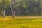 Rhinoceros in the Royal Chitwan National Park.