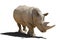 Rhinoceros with a shade, isolation on a white background.