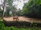 Rhinoceros in Singapore Zoo, looks like in wild