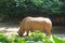 Rhinoceros at Singapore Zoo in Mandai Lake, Singapore